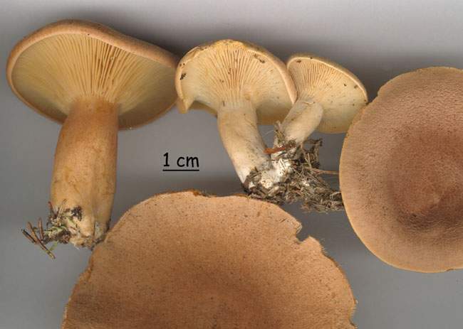 Lactarius helvus